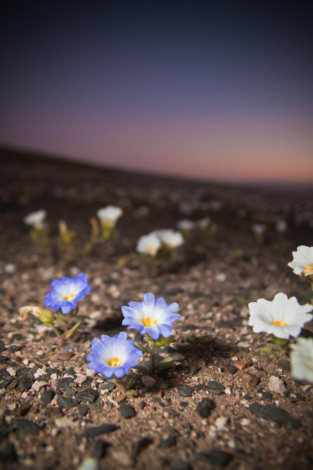 Atacama-2