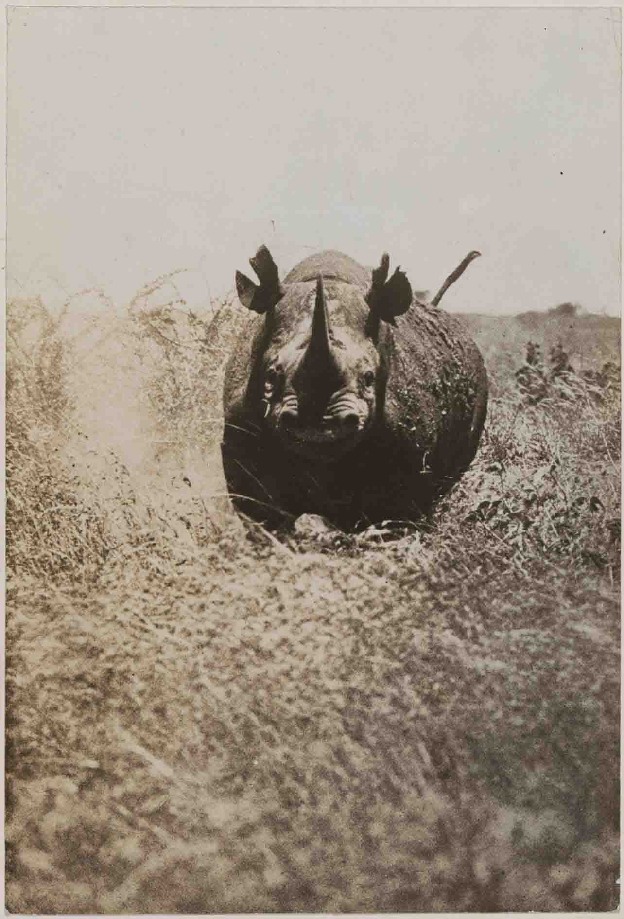 Arthur Radclyffe Dugmore Nosorog napada fotografa Kenia 1908