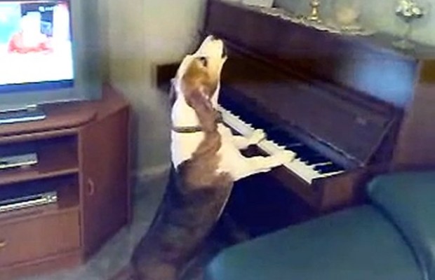 dog-playing-piano-and-singing