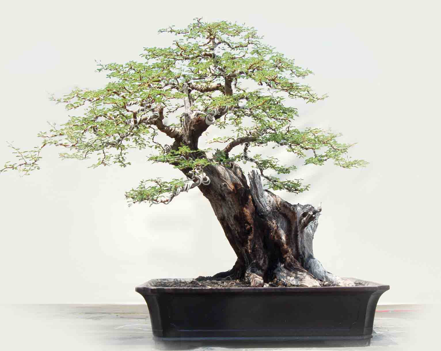 bonsai