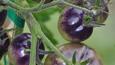 Ljubicasti papradajz