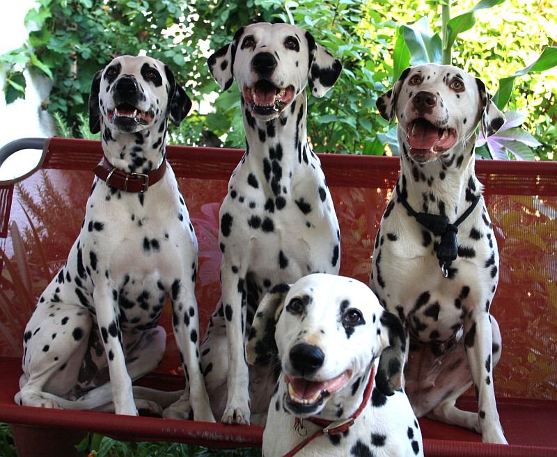 dalmatinski psi