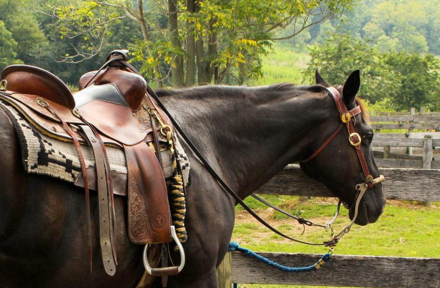 horse, western saddle, pomel