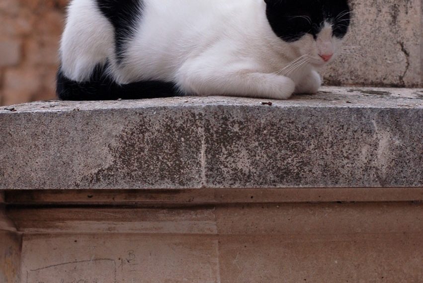 cat, pet, sleeping