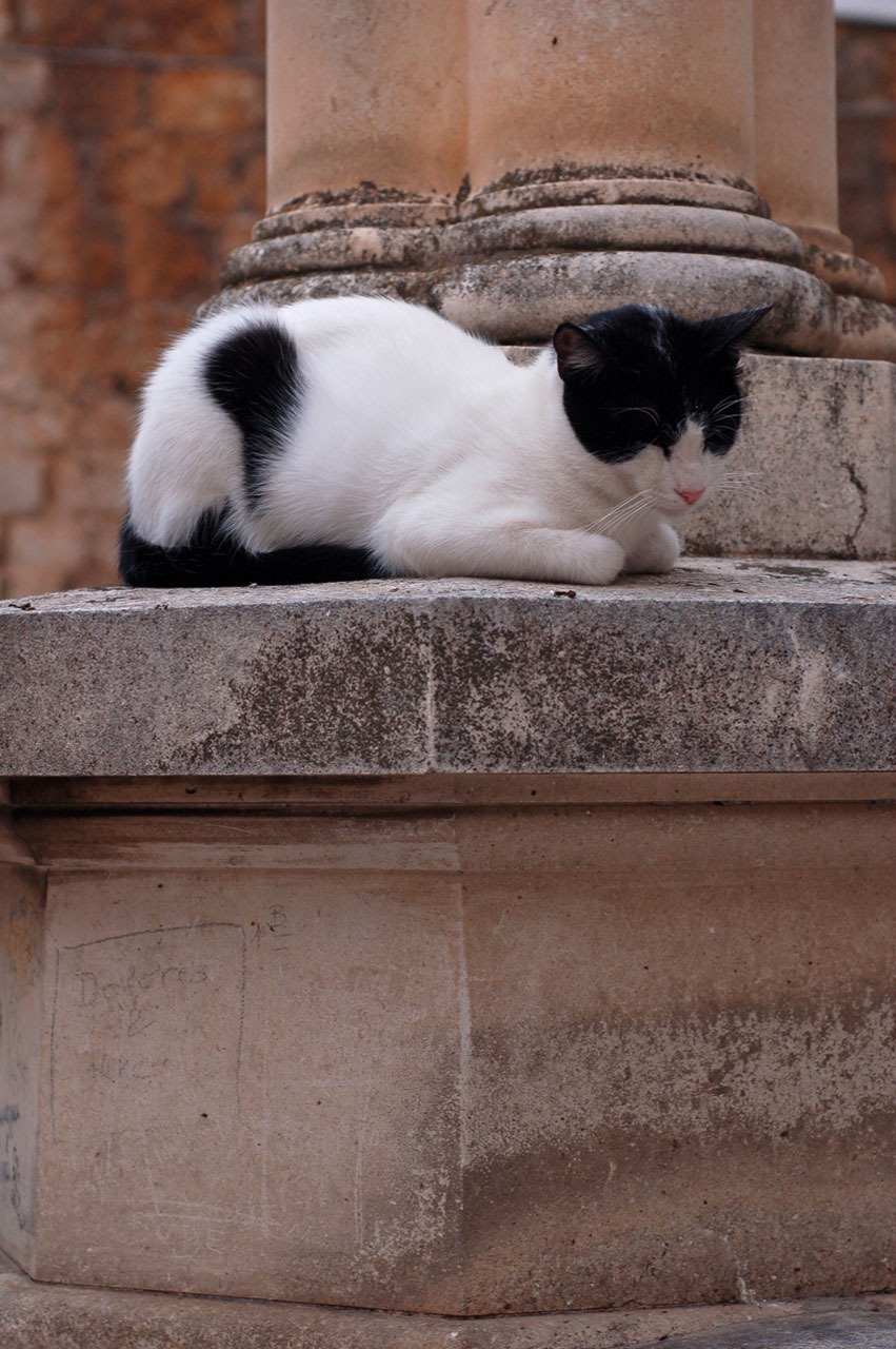 cat, pet, sleeping