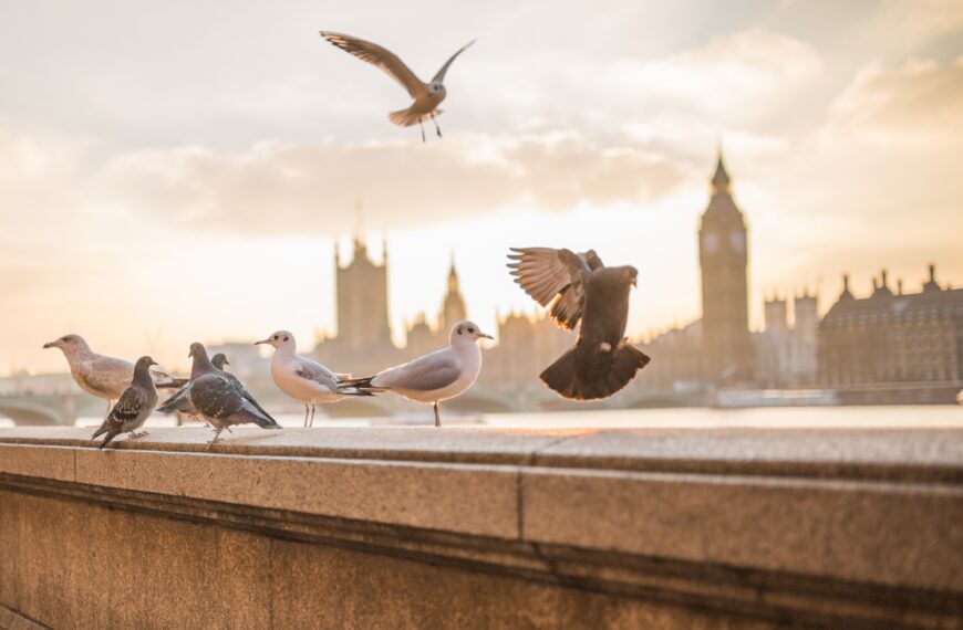 animals, birds, nature