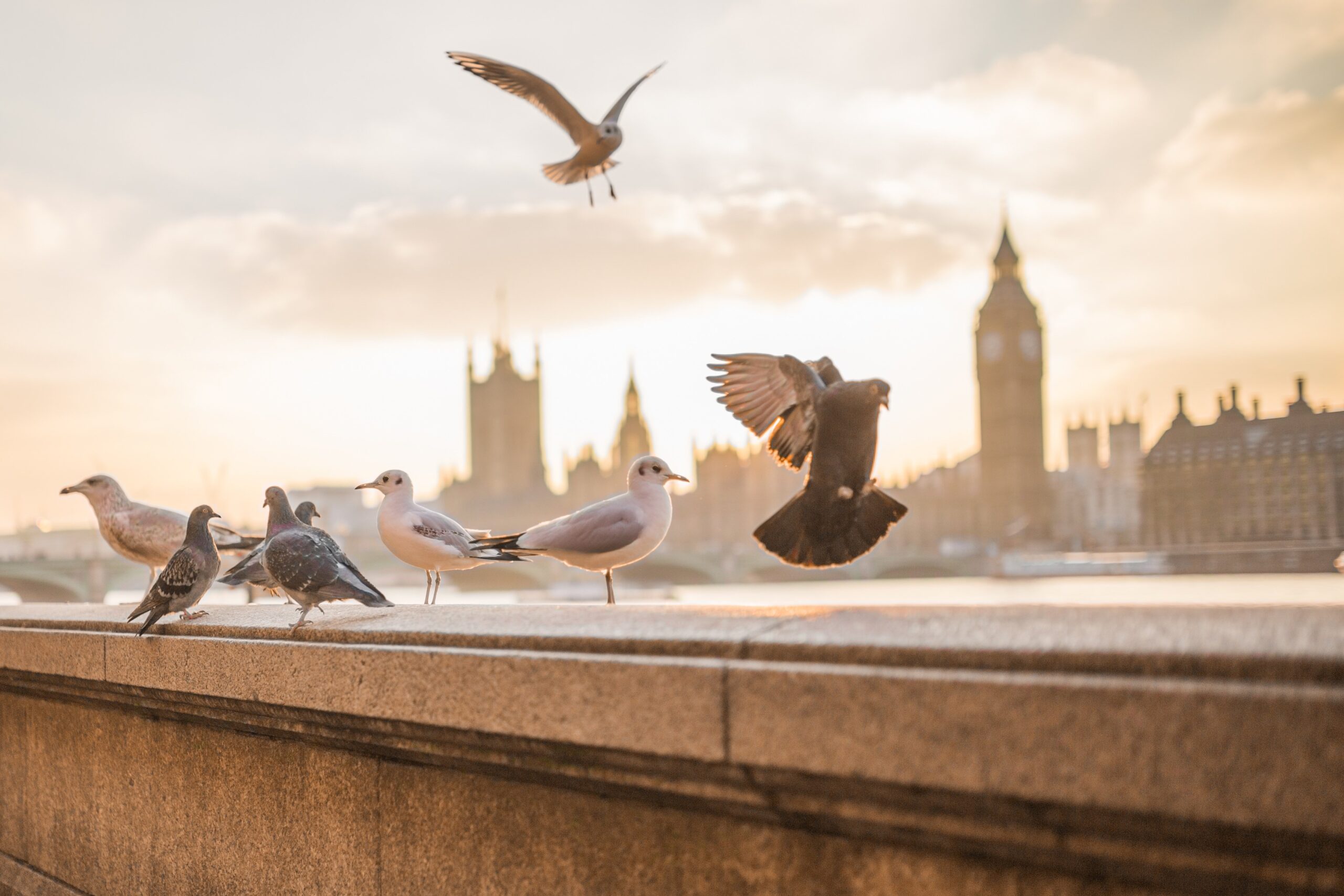 animals, birds, nature