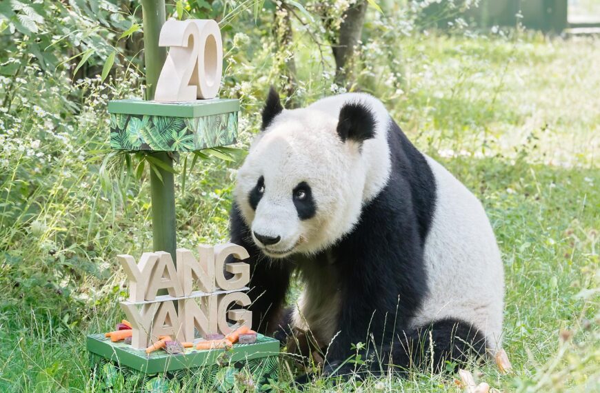 Velika panda iz bečkog zoološkog vrta proslavila 20. rođendan