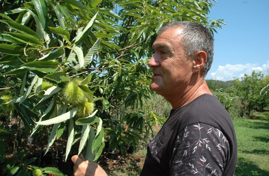 Intervju sa doc. Željkom Prgometom o uzgoju smokve