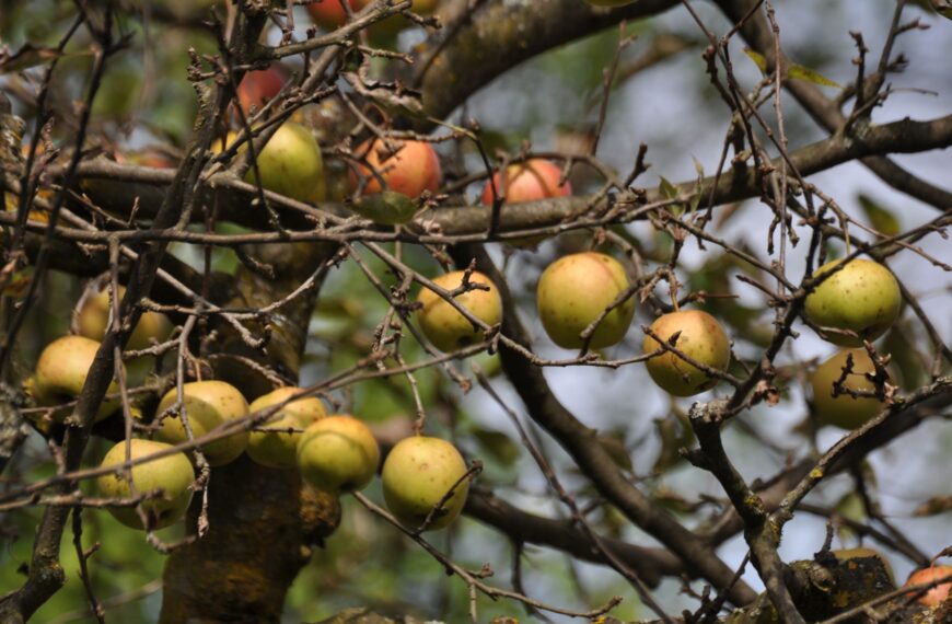 Jabuke odlične kvalitete urodile oko 55.000 tona
