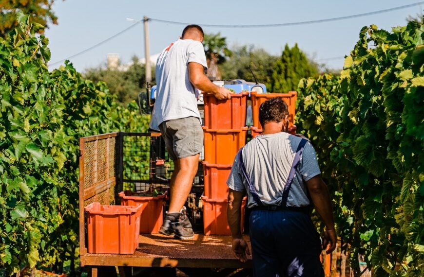 Berba grožđa, godina za pamćenje