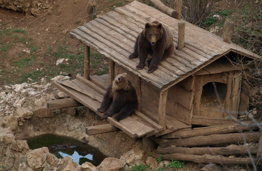 Medvjedi u Kuterevu reagirali na potres