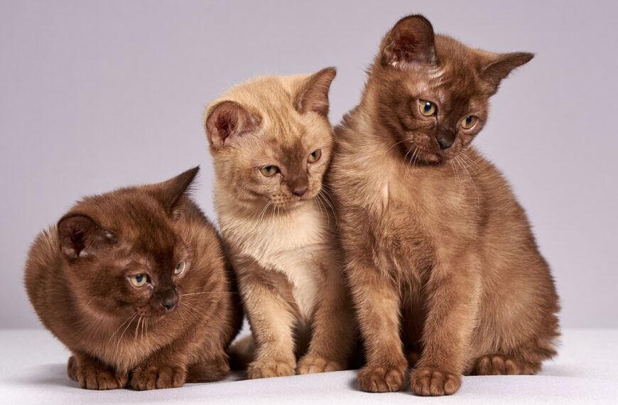 A gdje su njihova prava?