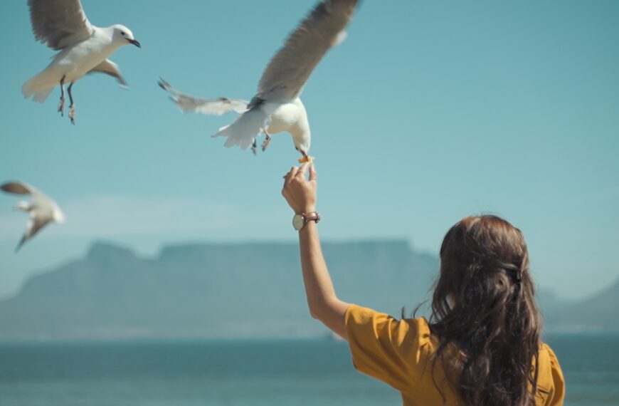 Nova, ljetna pjesma iz radionice Job