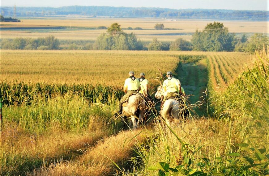 25. konjanički maraton arapskih konja iz Volodera