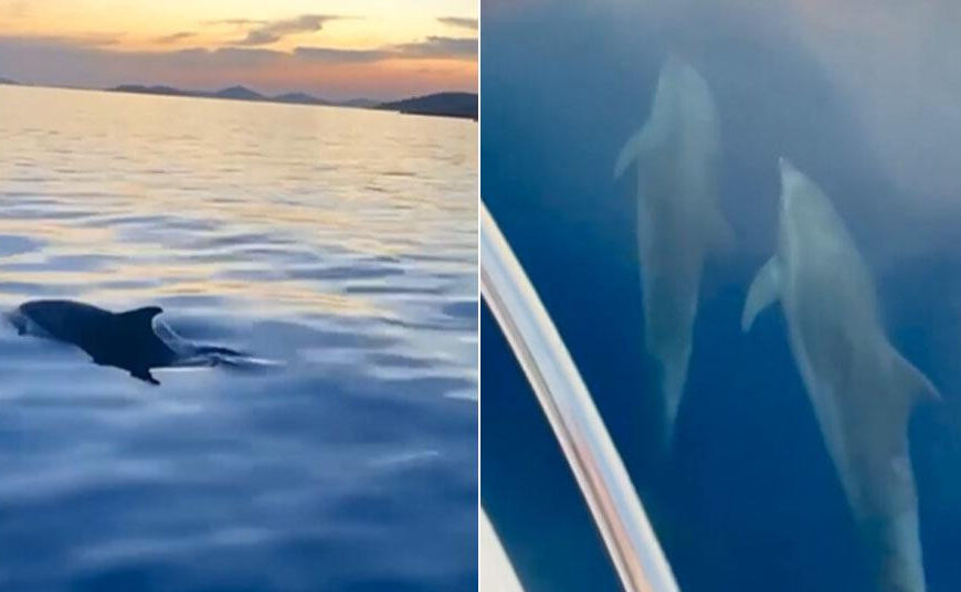 Ako ne za čovječanstvo, onda za Boga i dupine