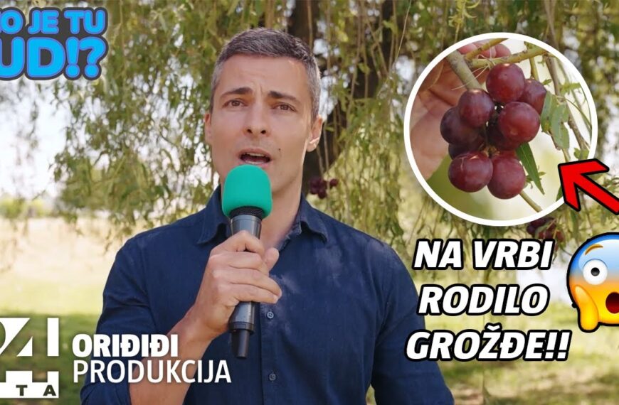 Na vrbi rodilo grožđe u Donjoj Gemištini