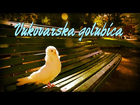 Slavonske lole – Vukovarska golubica
