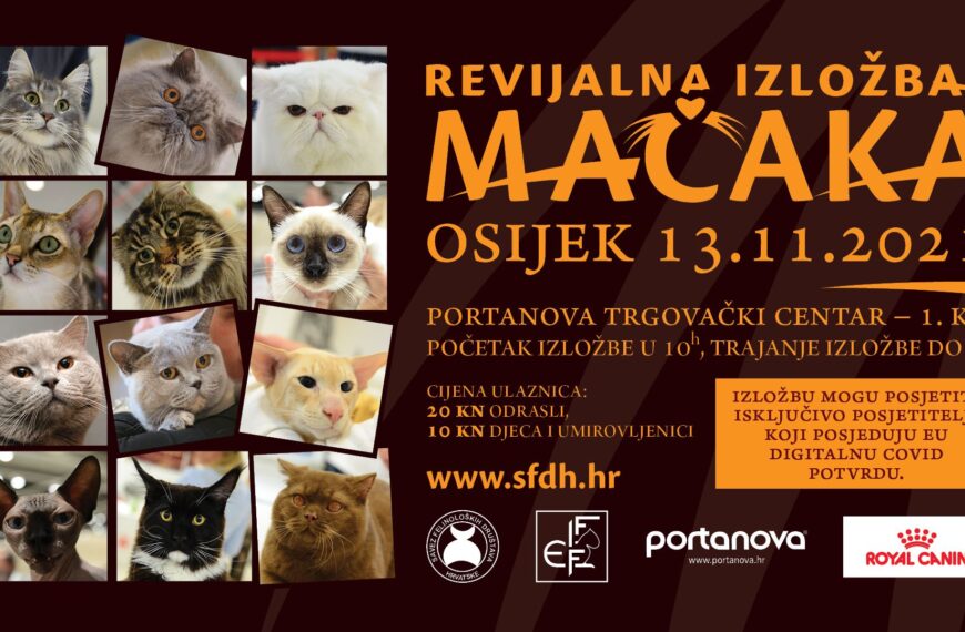 REVIJALNA IZLOŽBA MAČAKA – OSIJEK, 13. studenog