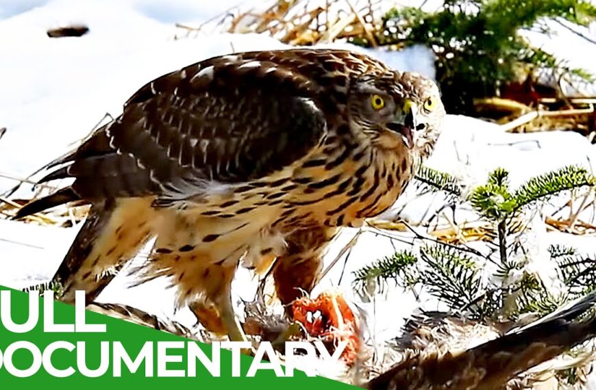 Švicarske Alpe: Raj za divlje životinje