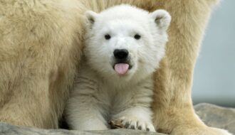 Mladunče polarnog medvjeda Finja © Daniel Zupanc