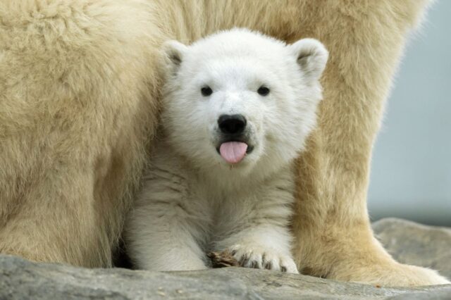 Mladunče polarnog medvjeda Finja © Daniel Zupanc