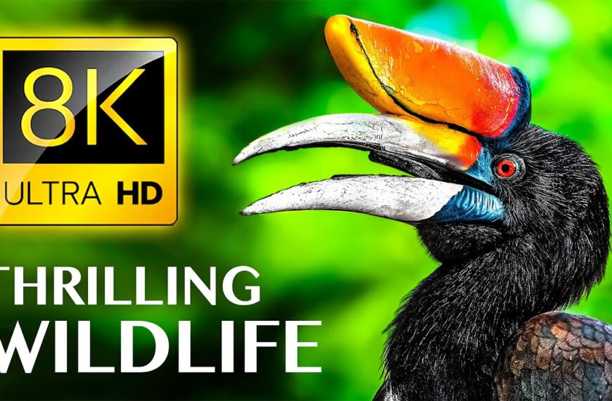 UZDIVLJIV ŽIVOT u 8K ULTRA HD