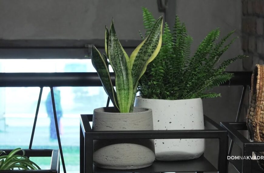 Čarobne biljke – prirodno čišćenje zraka u zatvorenim prostorima
