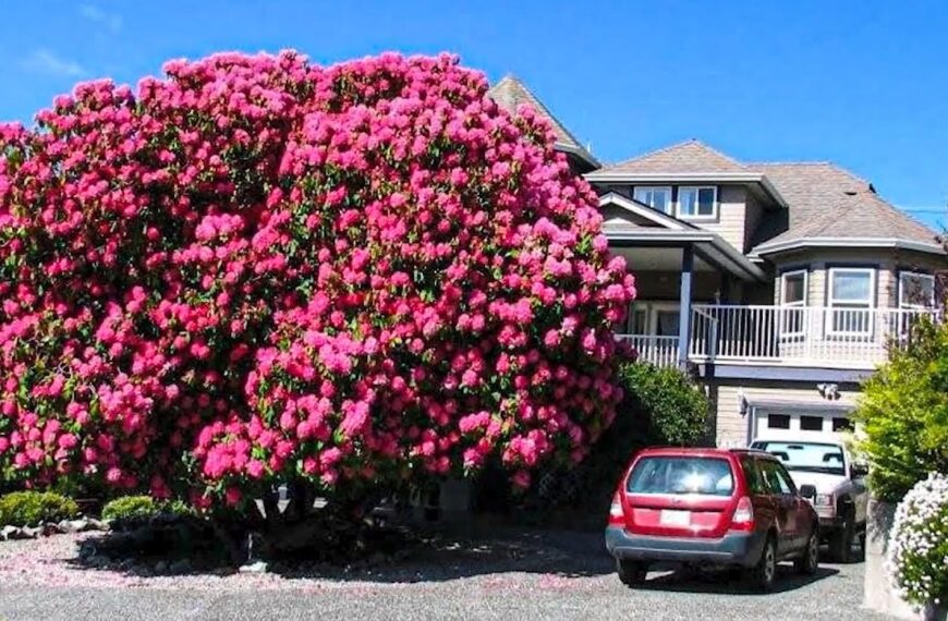 Pogledajte ova neobična i lijepa stabla