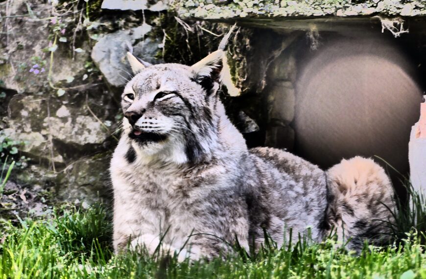 Unikom d.o.o. – Osijek / Zoološki vrt