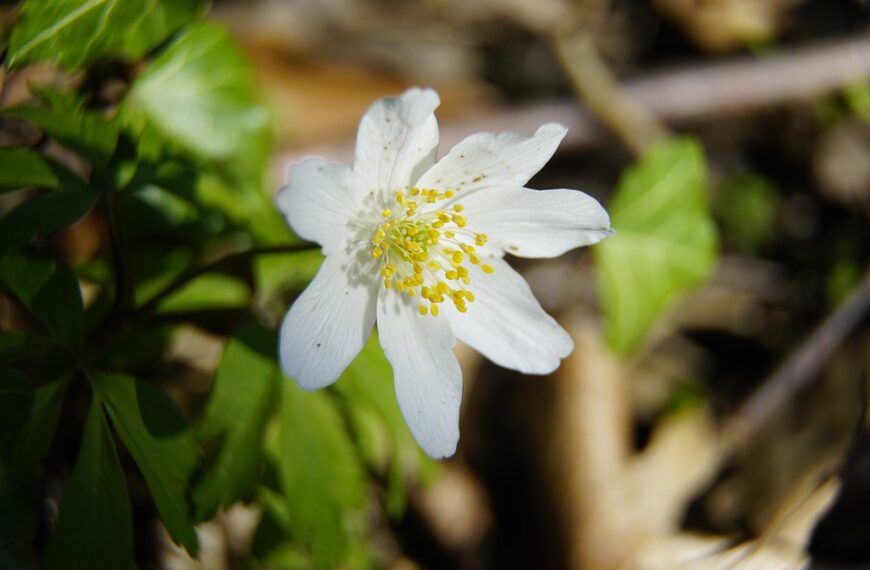 P. Pavlović – ANEMONE NEMOROSA