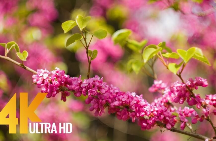 Prvi dan proljeća – stiglo najljepše godišnje doba