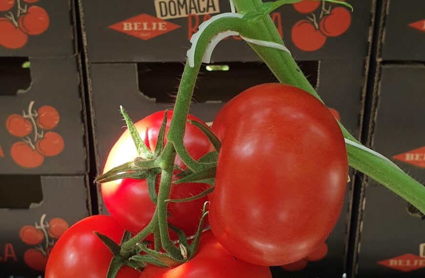 U stakleniku Mitrovac, u srcu Baranje, ubrane su prve ovogodišnje rajčice