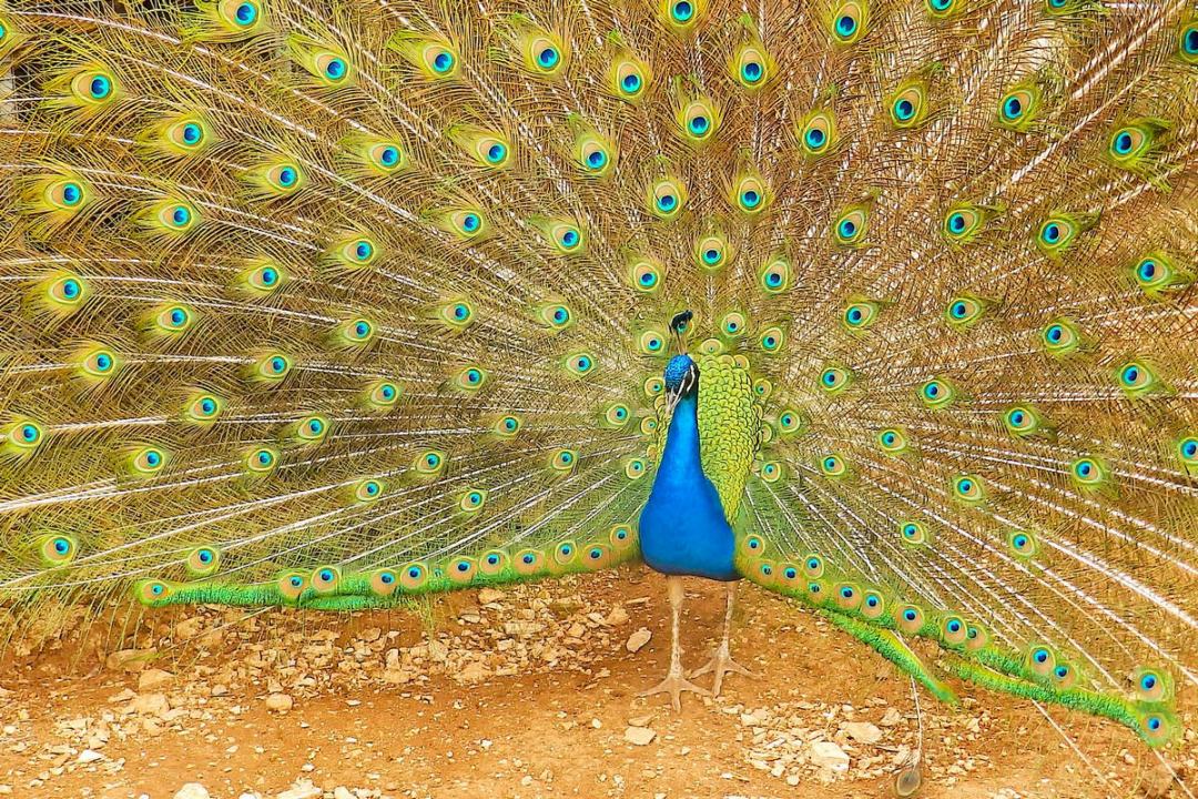 Ciklus fotografija Borisa Jagačića s motivima iz prirode