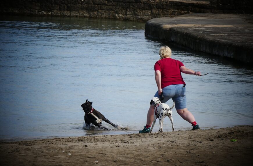 Psi na Plaži: “Čovik je čovik a pas je pas”