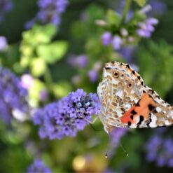 3.-T.-M.-Bilosnic-Ja-gledam-sarenog-leptira-1