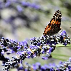 4.-T.-M.-Bilosnic-Ja-gledam-sarenog-leptira-2