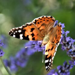 5.-T.-M.-Bilosnic-Ja-gledam-sarenog-leptira-3