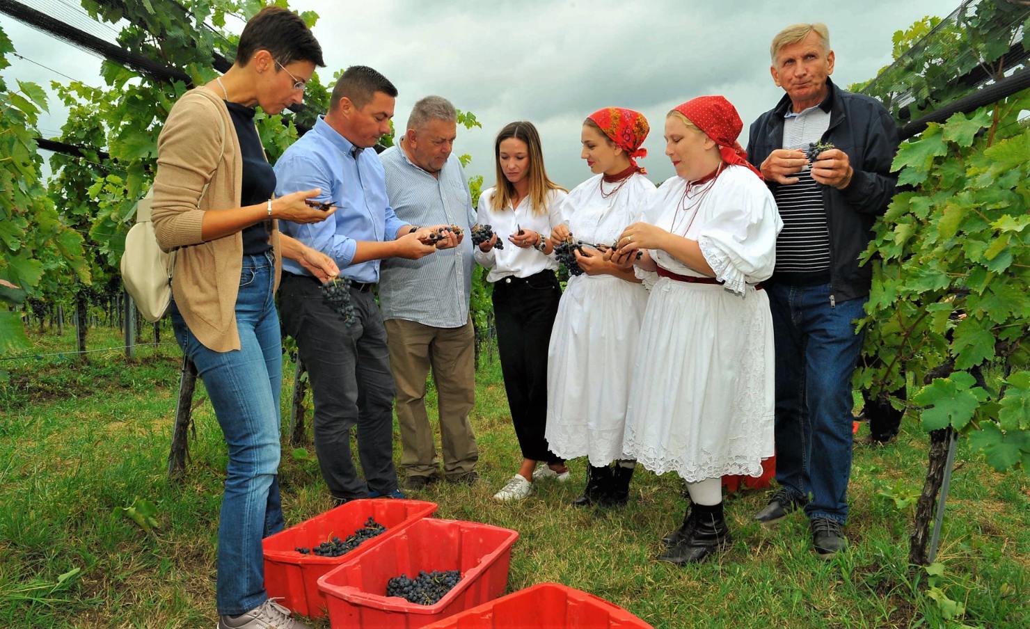 Počela berba portugisca