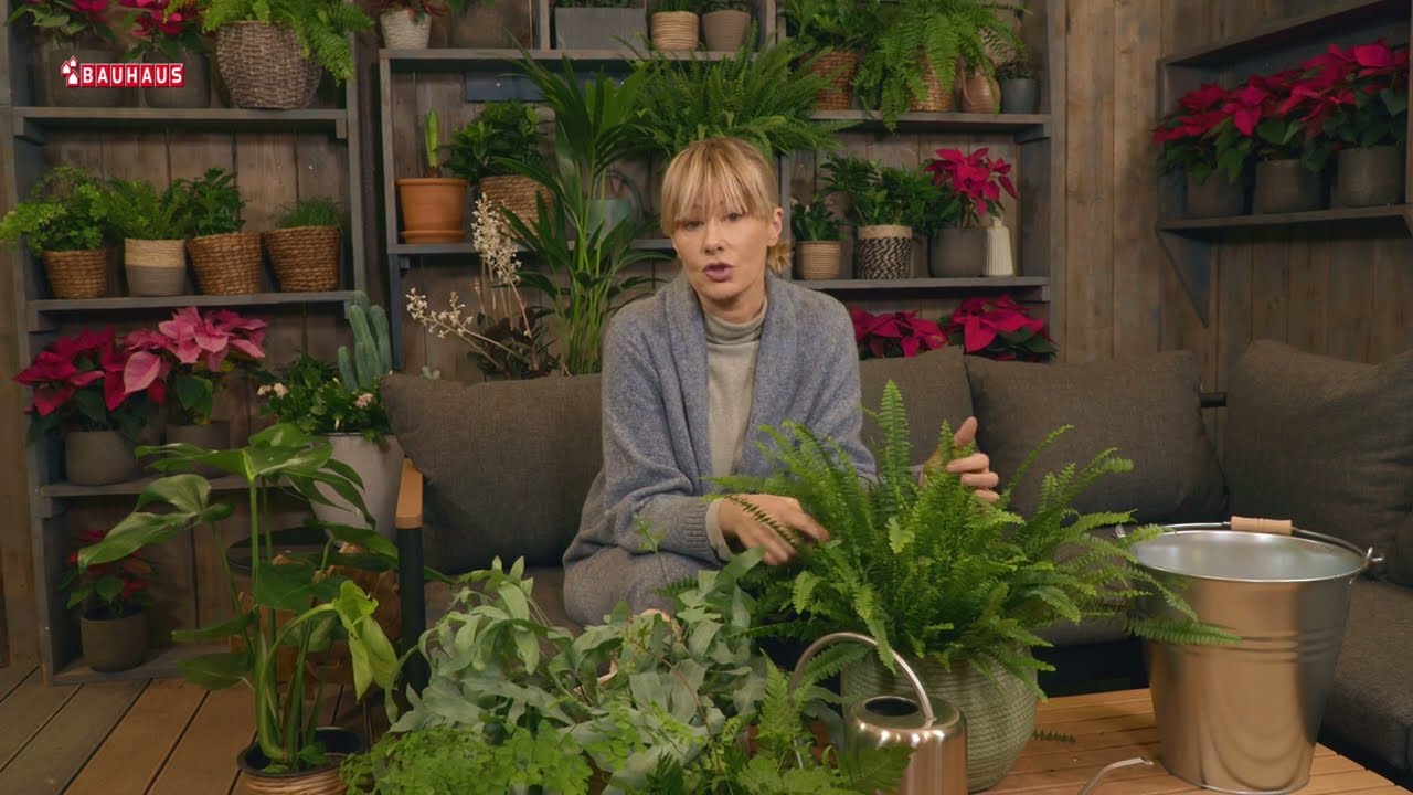 Kućne paprati – pročistači zraka