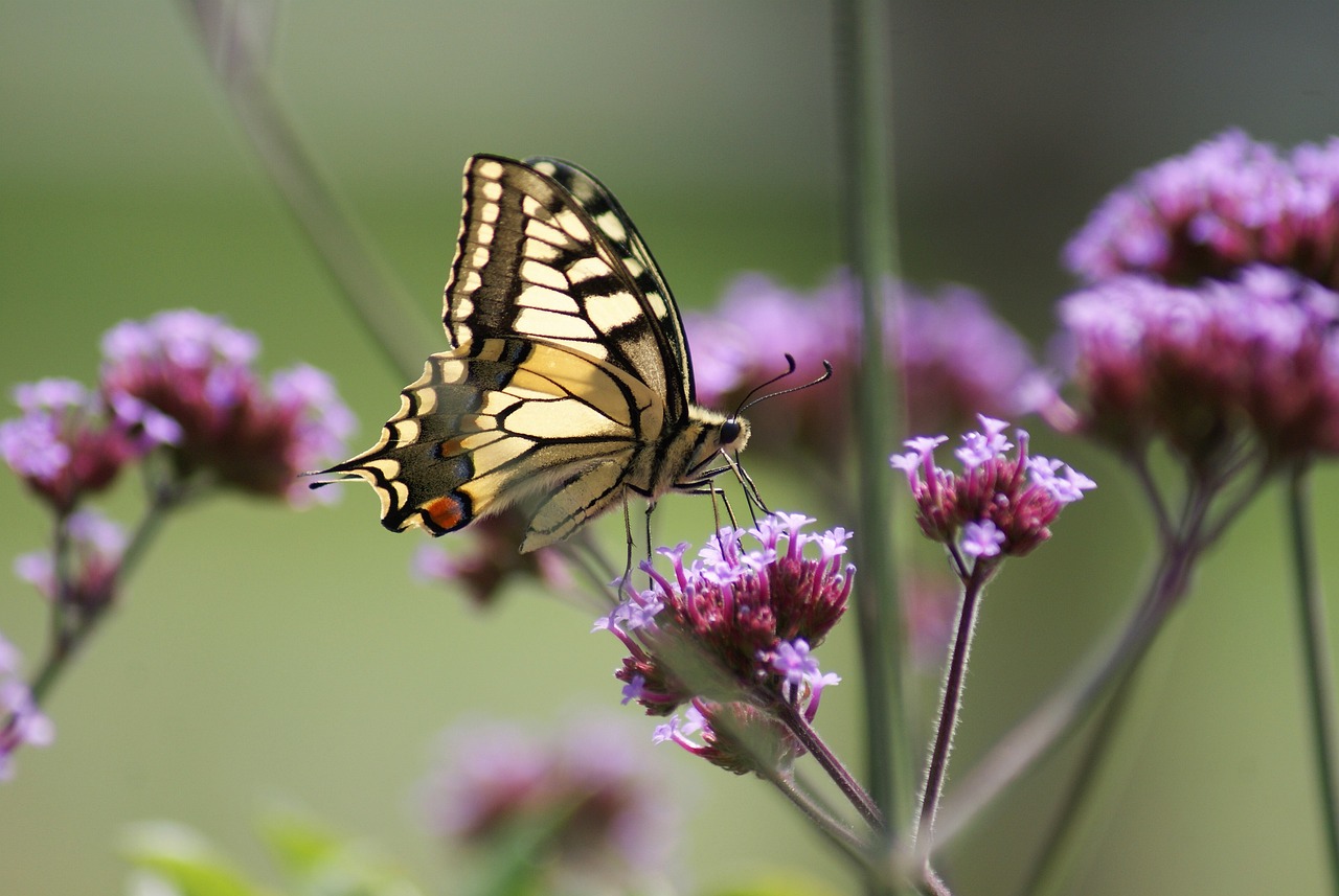 butterfly, purple flowers, pollination