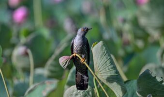 black bird on flower