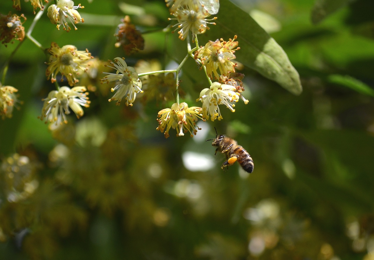 bee, linden flower, honey bees