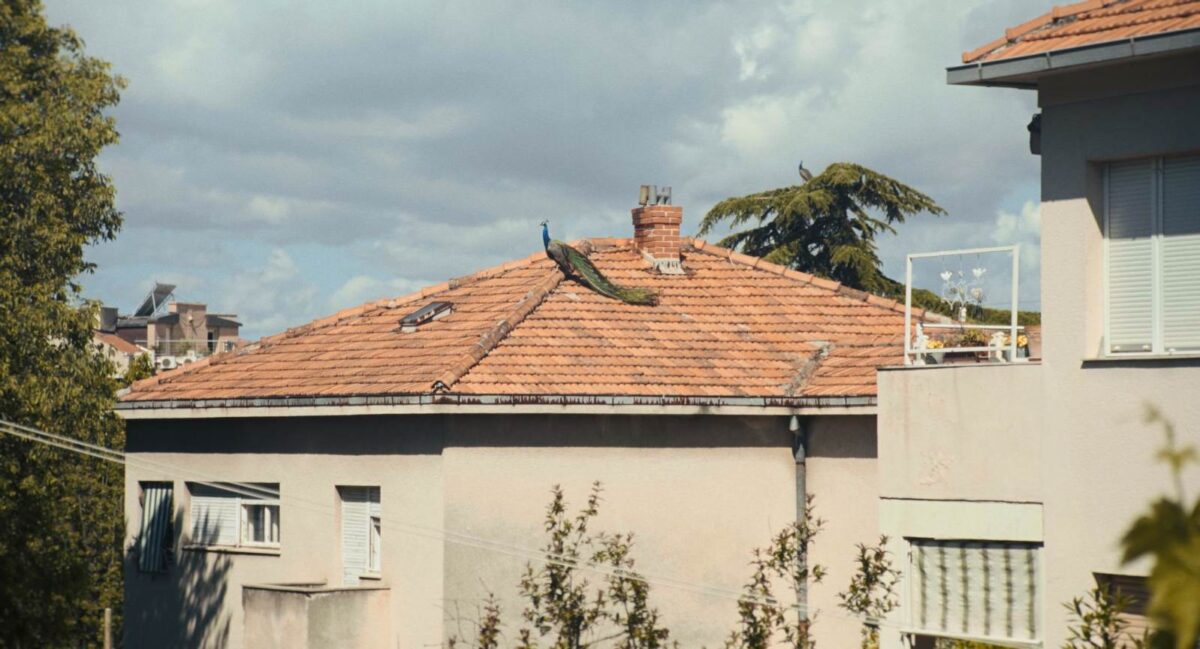 HRVATSKI FILM 1001 NOĆ IMA SVJETSKU PREMIJERU u TORONTU (3)