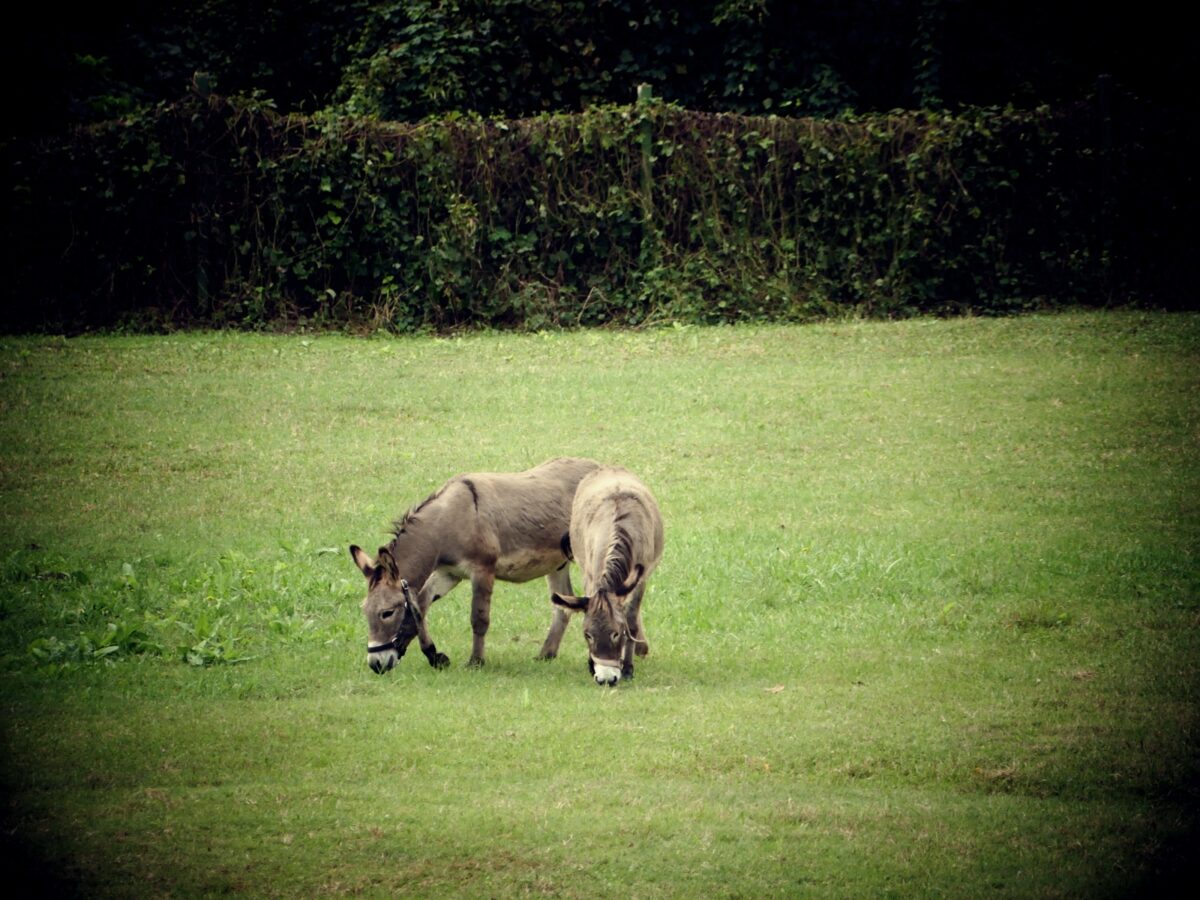 Udruga za terapiju i aktivnosti pomoću konja MOGU Osijek