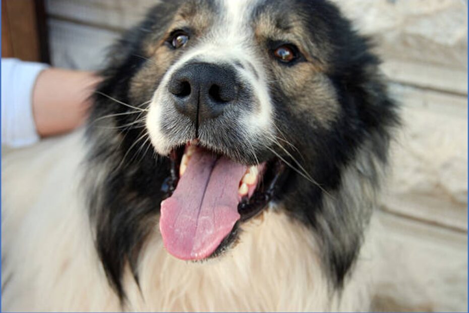 Miroslav Pelikan Strah