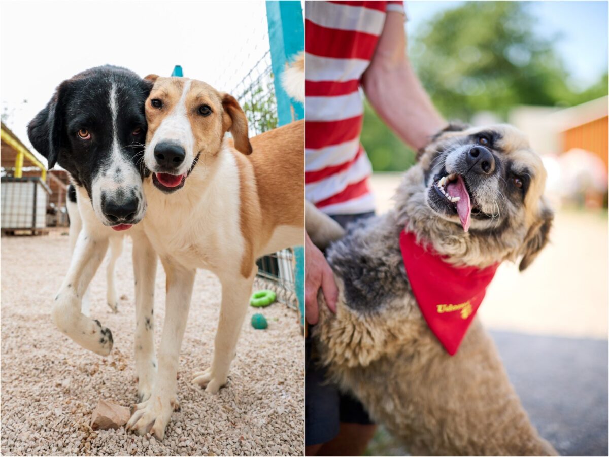 Zadarske Šapice I Društvo Za Zaštitu Životinja Rijeka