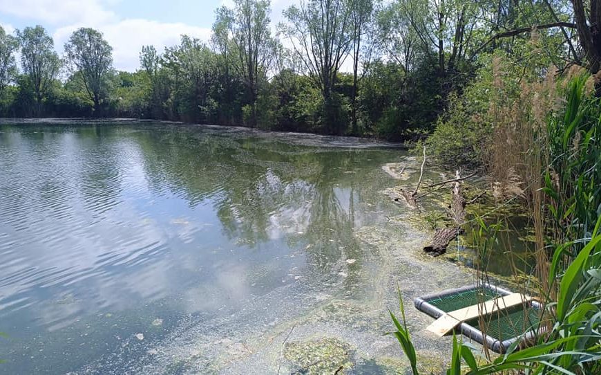 Postavljena su sunčališta za hvatanje invazivnih vrsta kornjača