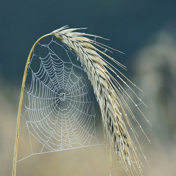 cobweb, spider, halm
