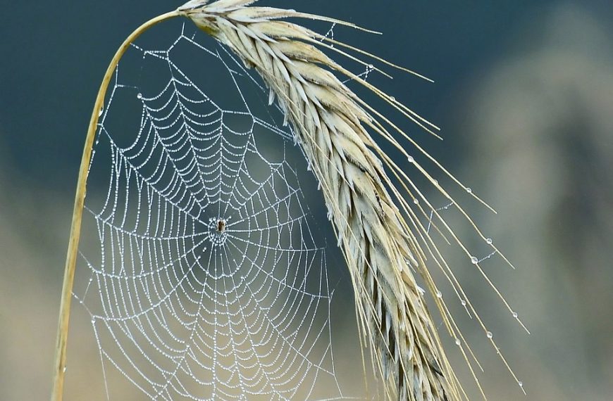 cobweb, spider, halm